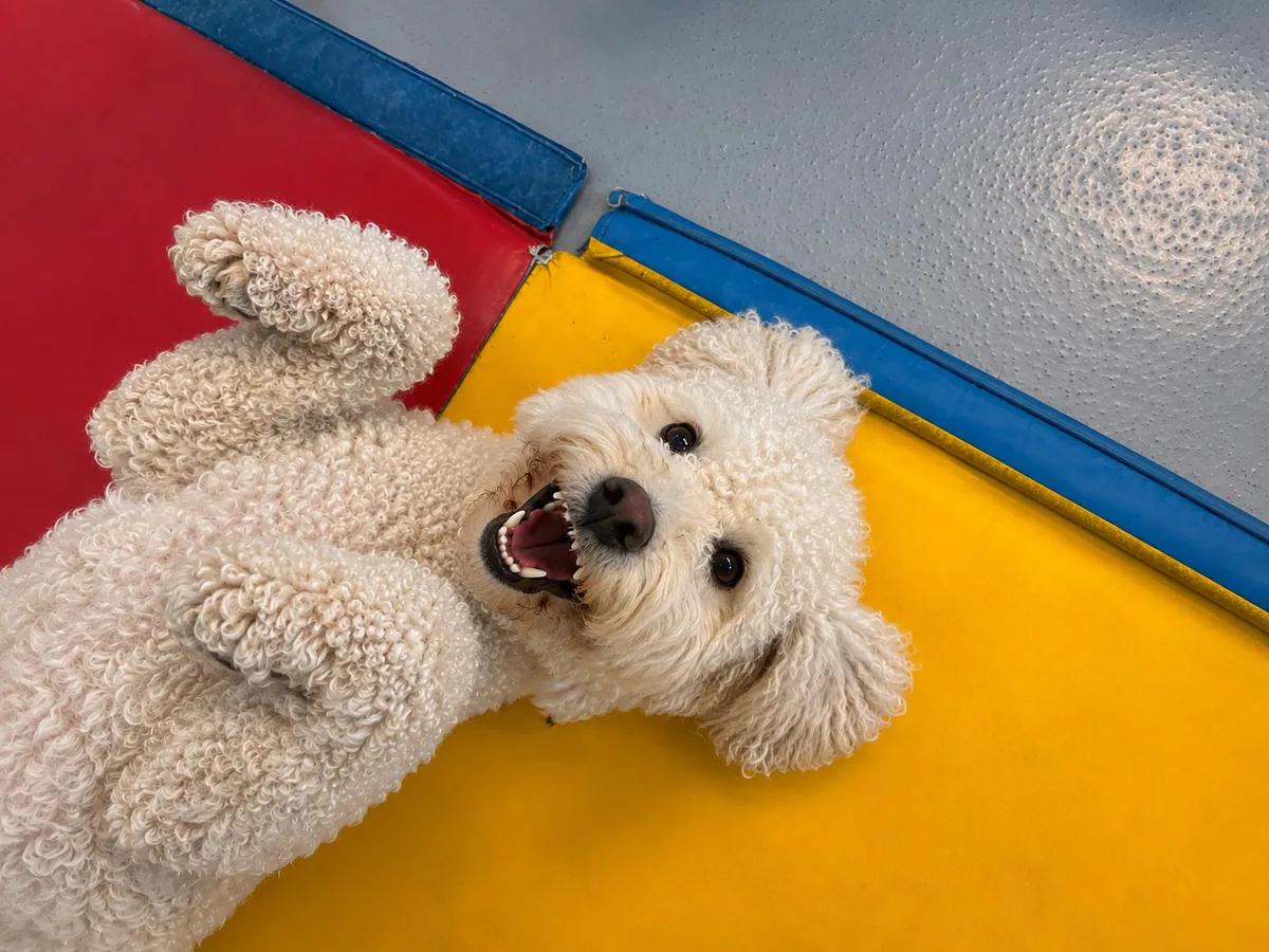 A happy dog excited for a sleepover at Jollytails Resort