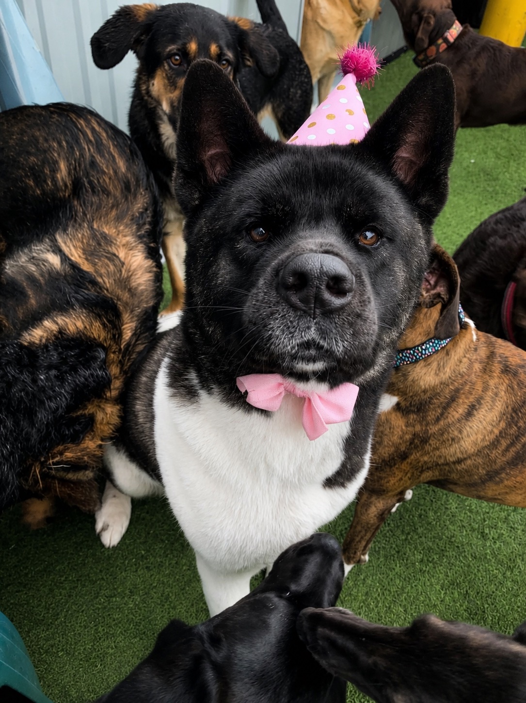 A black-and-white dog wearing a pink bow tie and party hat among daycare friends at Jollytails