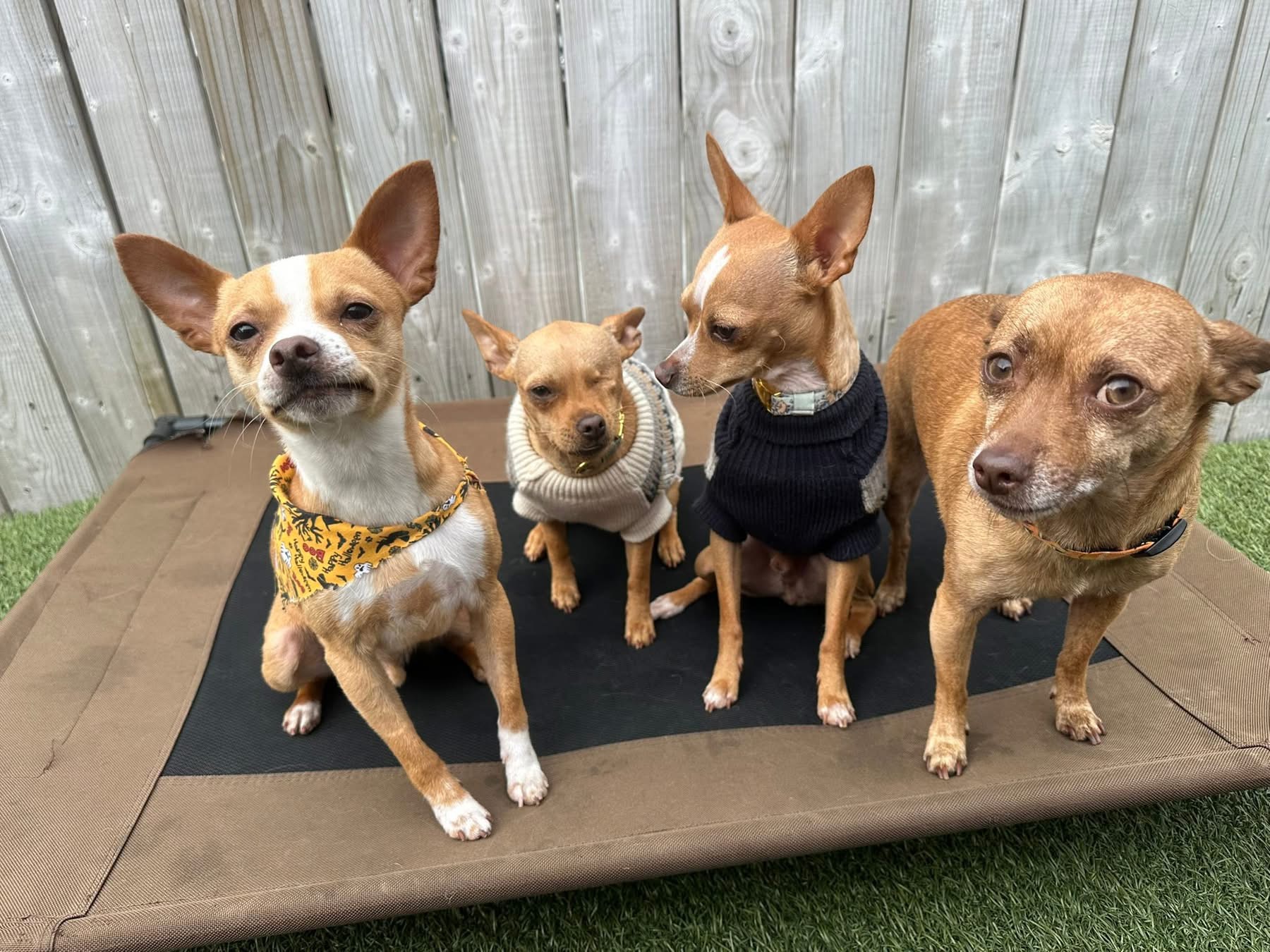 Four little dogs relaxing together on a raised daycare bed in their outdoor play area