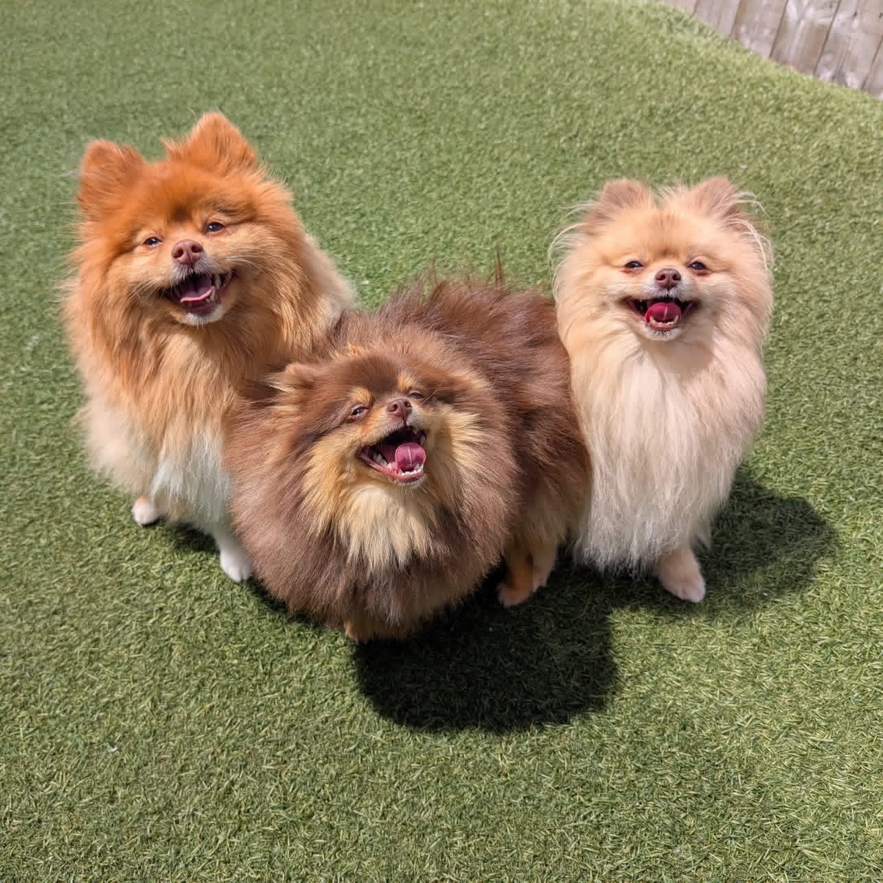 Three smiling Pomeranians together on the outdoor turf at Jollytails