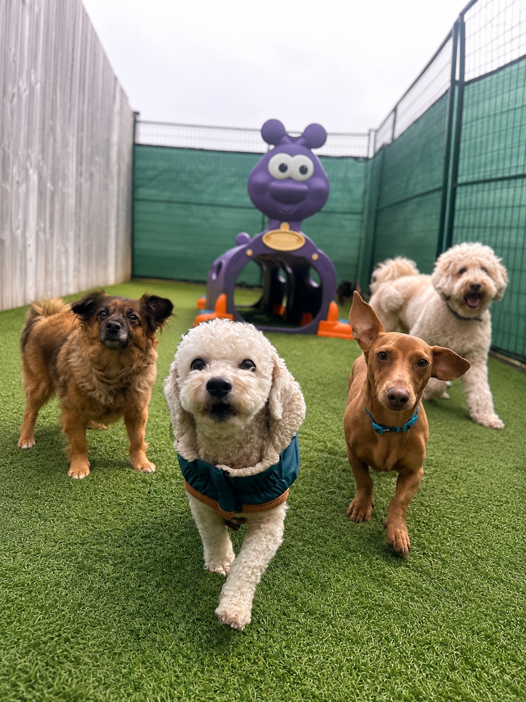 A group of little dogs walking toward the camera in their outdoor Jollytails play area