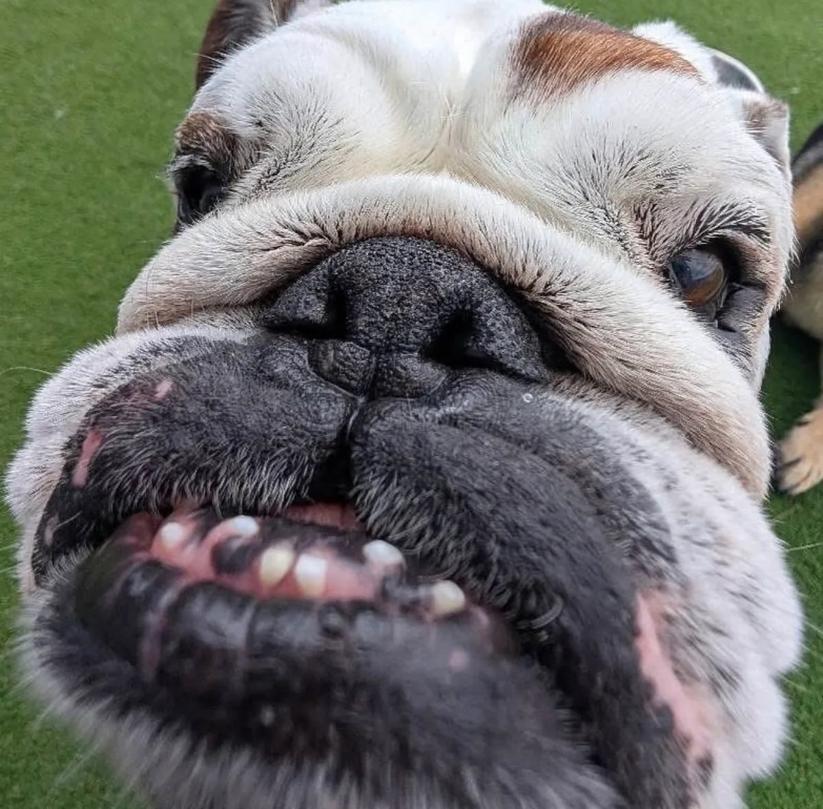 A cheerful bulldog enjoying a close-up moment at Jollytails