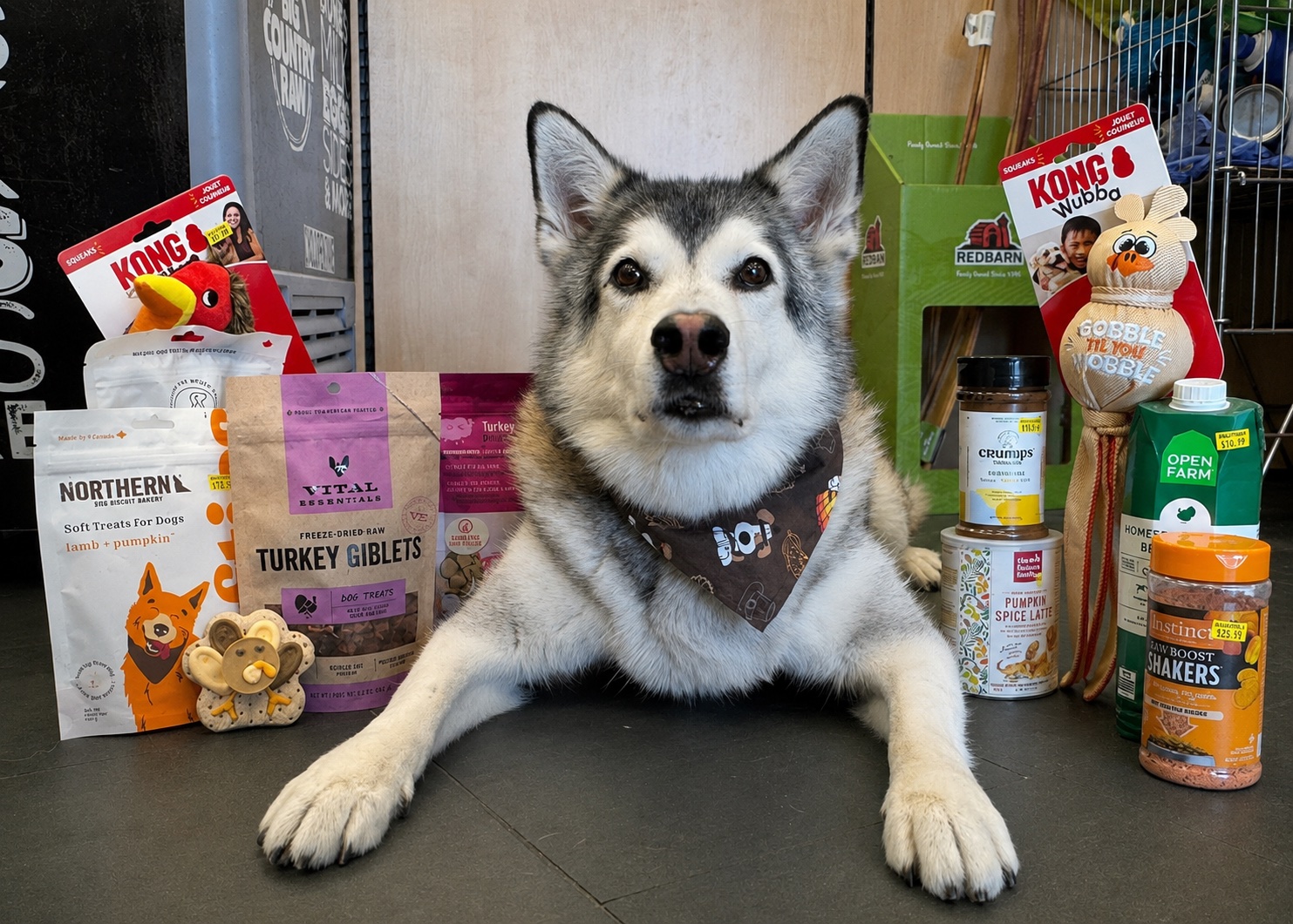 A happy dog surrounded by pet food, treats, and toys at Jollytails