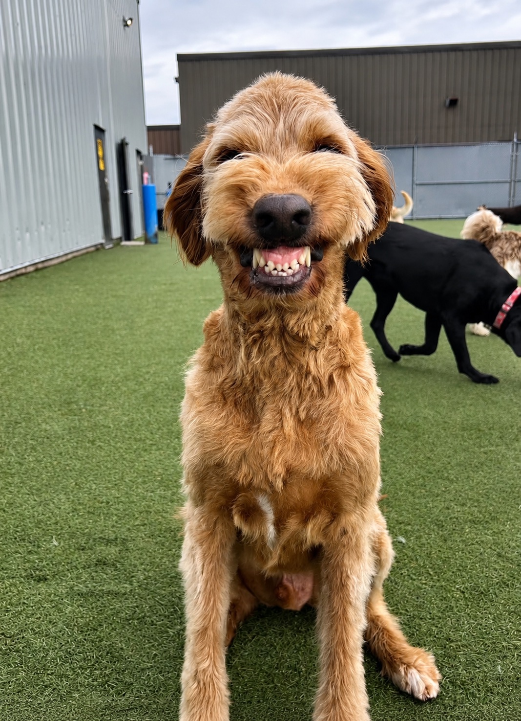A smiling brown dog enjoying a Jollytails daycare day