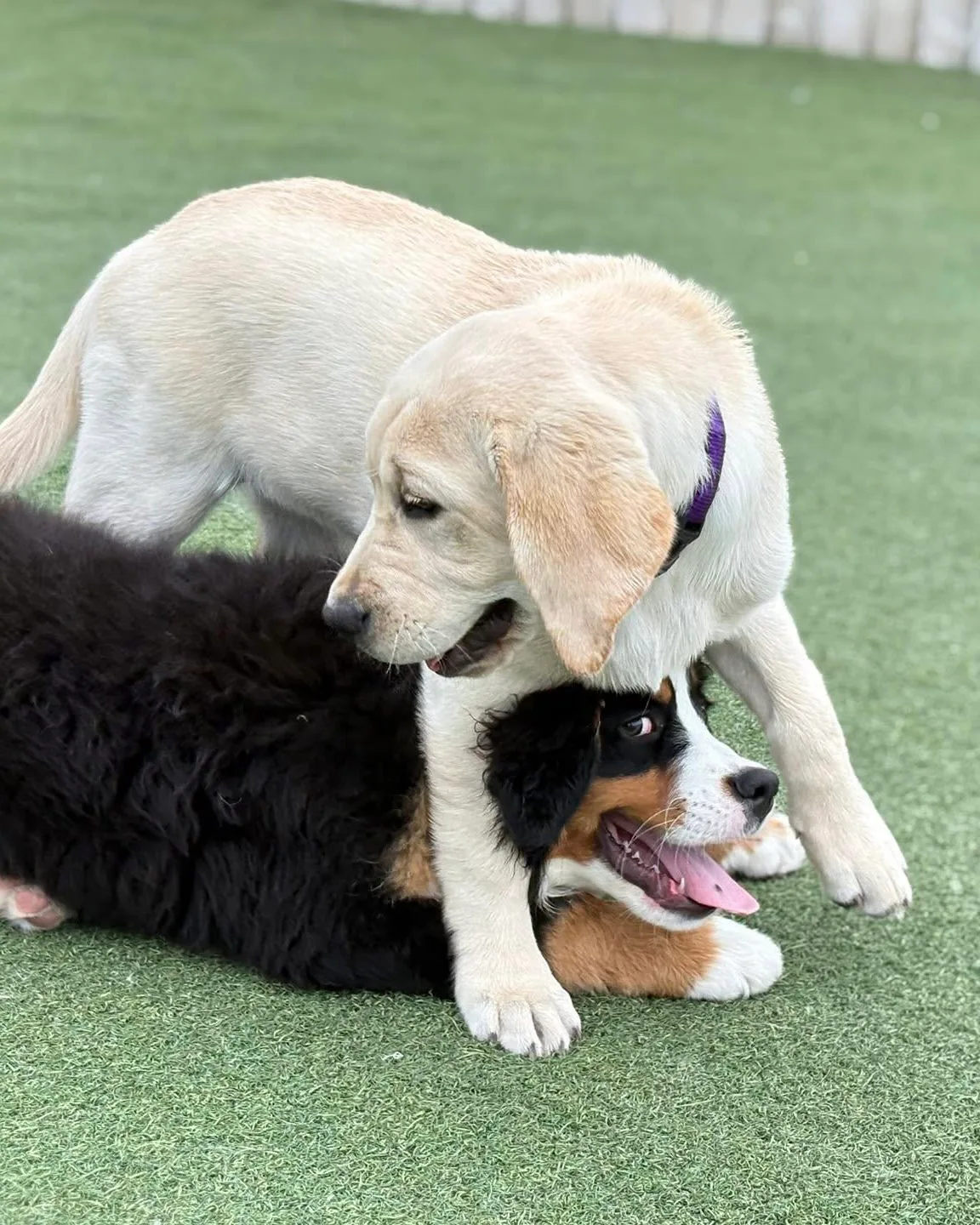 Two puppies playing together on the outdoor turf at Jollytails