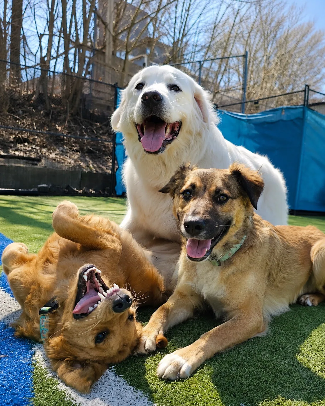 Three happy dogs enjoying a sunny day at Jollytails daycare