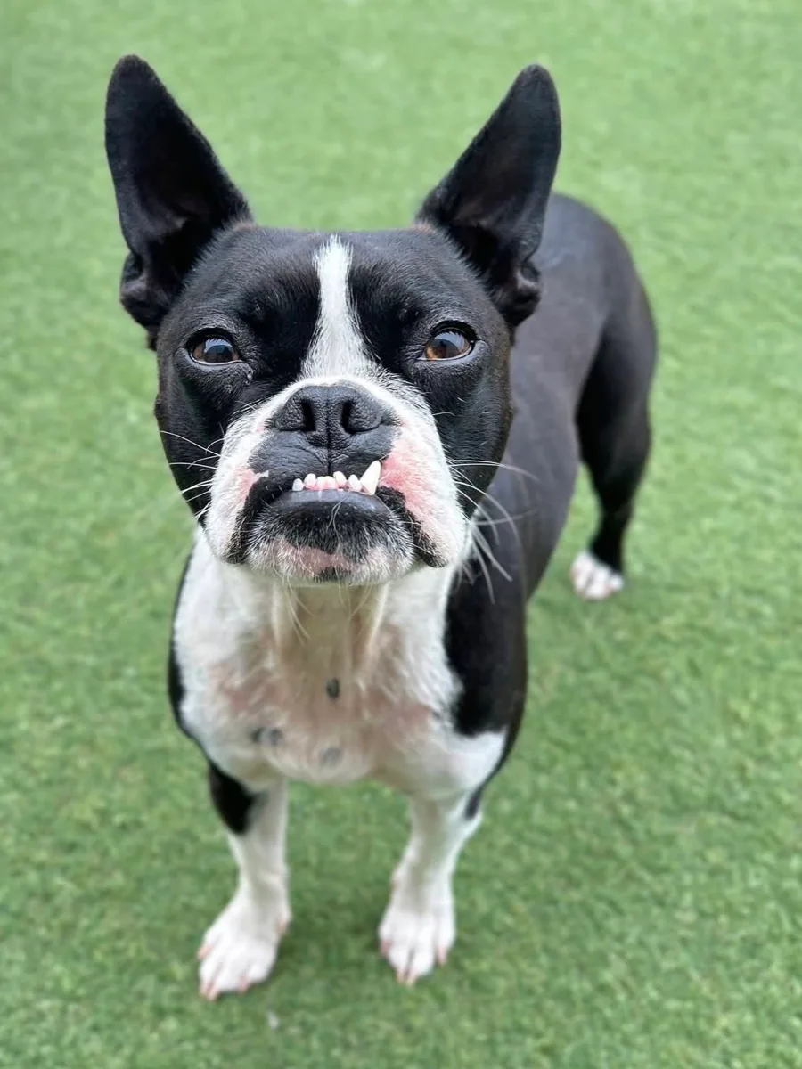 A black and white Boston terrier looking up at the camera on green daycare turf