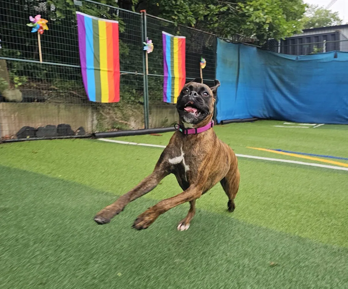 A Boxer running happily across the Jollytails outdoor play yard