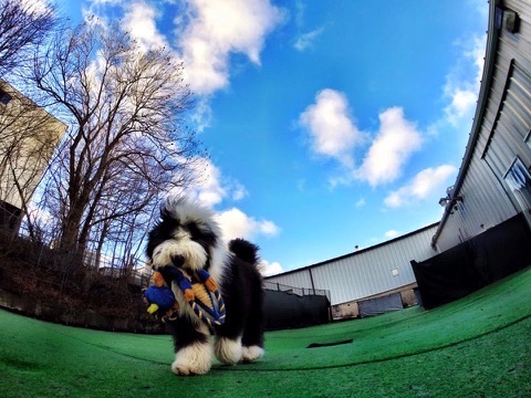 An adolescent black-and-white dog carrying a rope toy across the Jollytails outdoor turf