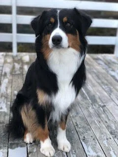 Bronwyn's Bernese mountain dog